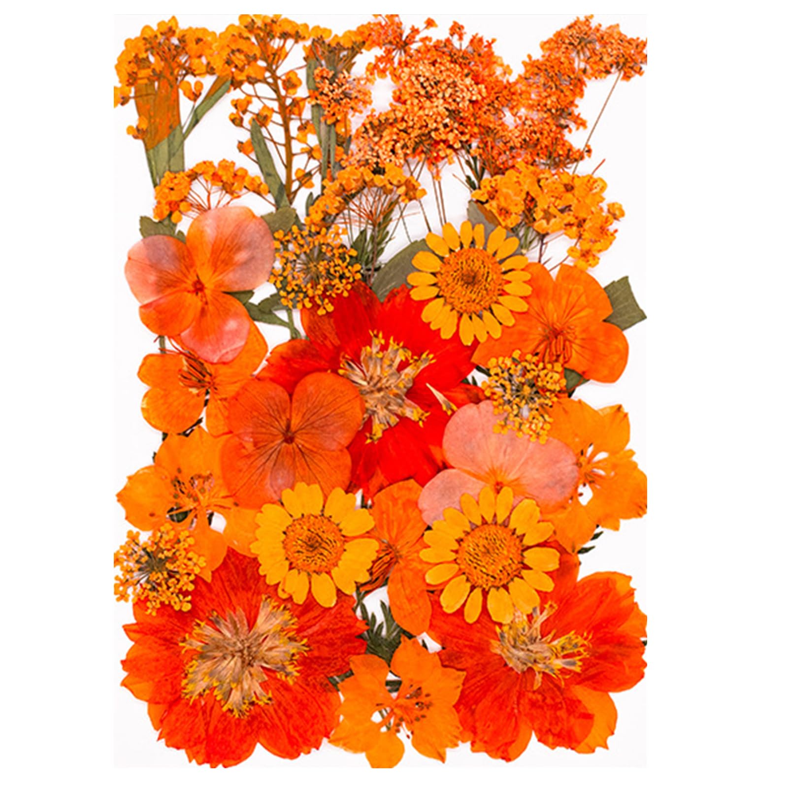 Carotoe Model A 30Pcs Real Fall Dried And Flower For Creative Art Supplies Scrapbooking Card Making Bookmarks Decoration Natural Dried