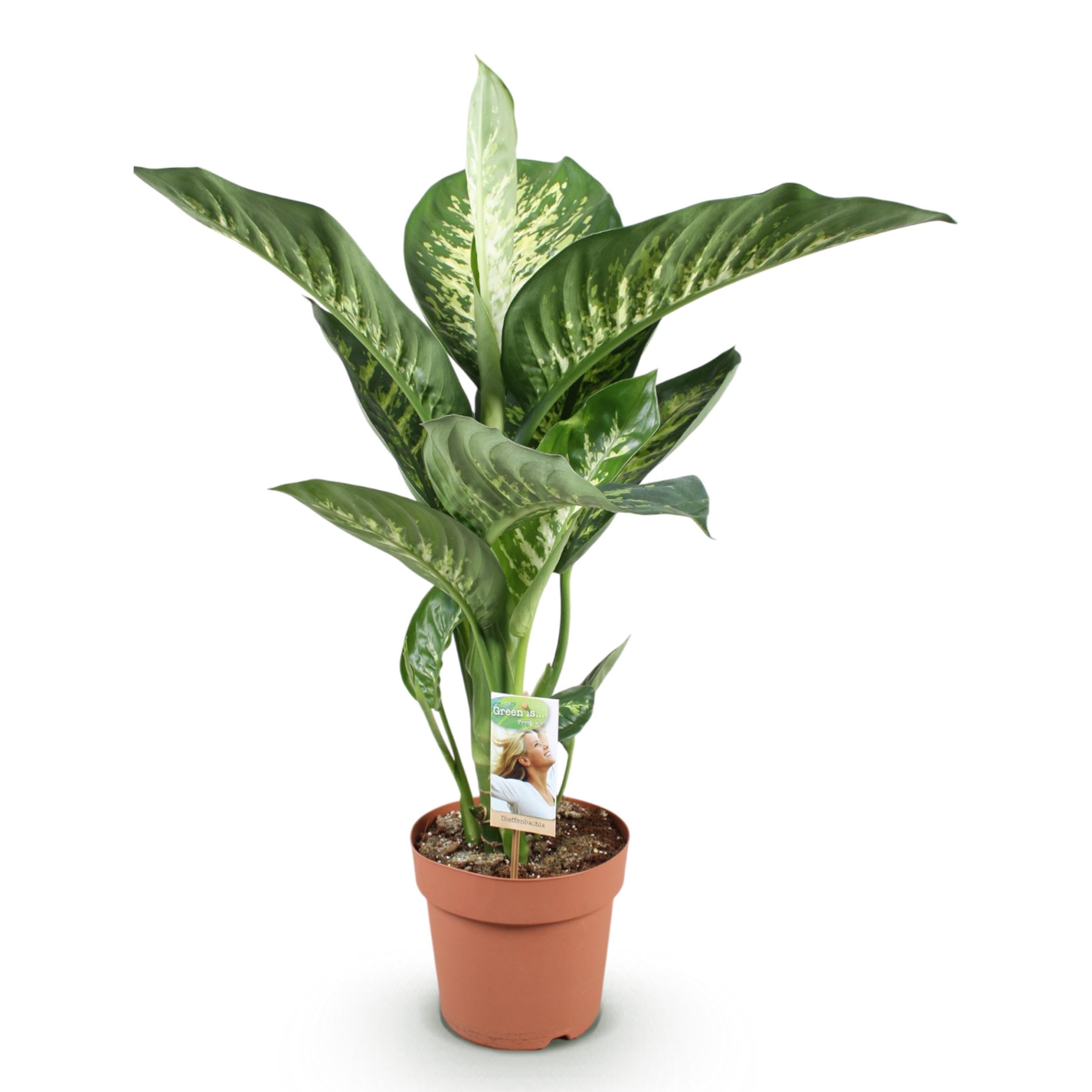 Diefenbachia Tropic Snow - Dieffenbachia - Pflegeleicht - Grün - 90-100cm - Ø21cm - Zimmerpflanze - Immergrün