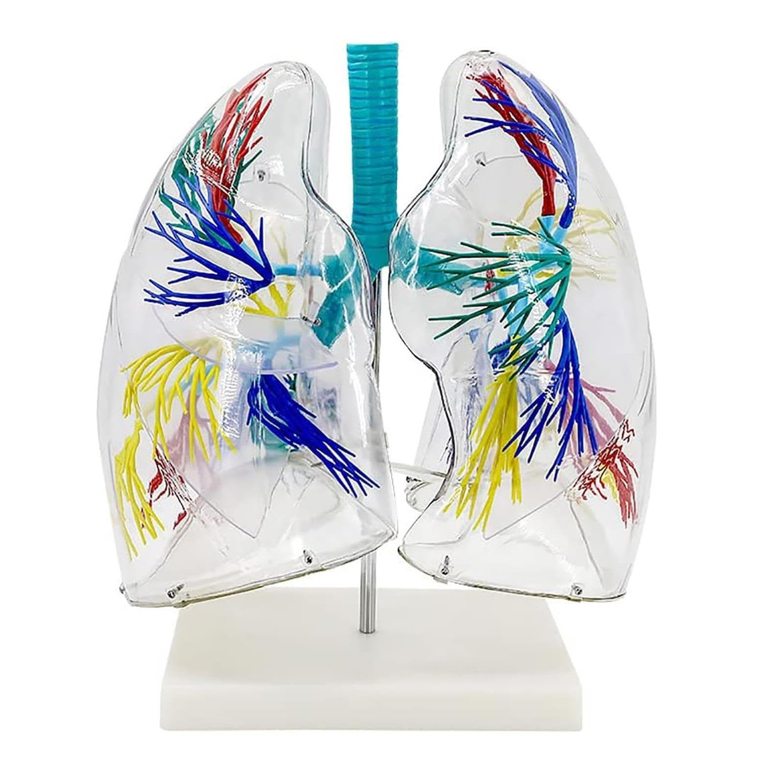 Modèle de système respiratoire en PVC agrandi 2X avec bronche