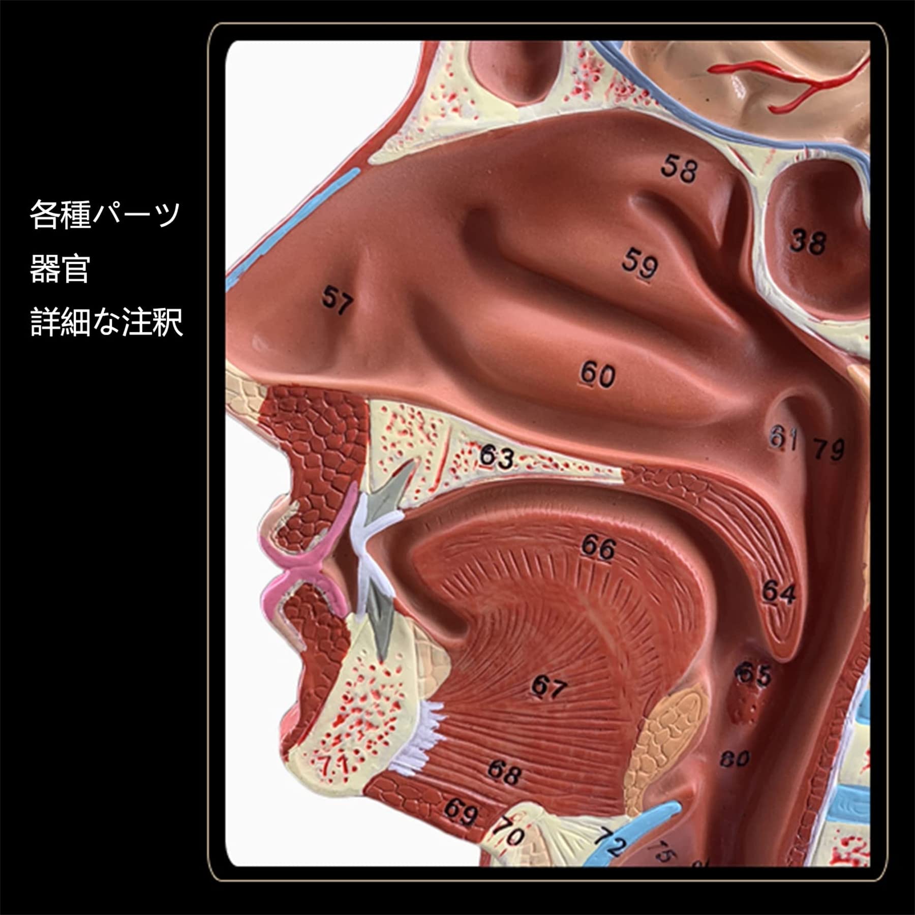頭部模型 解剖学的構造 Amazon | 神経血管モデル 頭部模型 1：1 脳構造肉 断面 解剖学