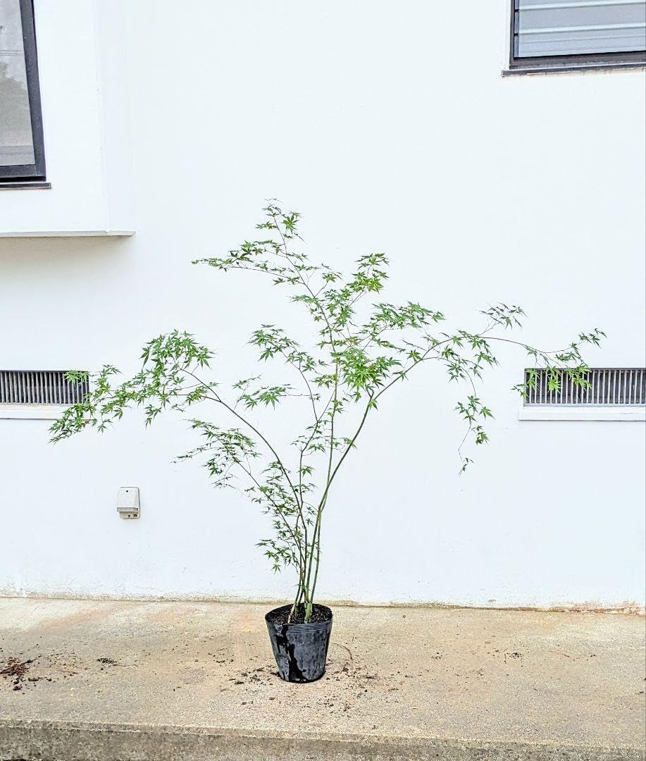 山採り シロモジ 【公式通販】