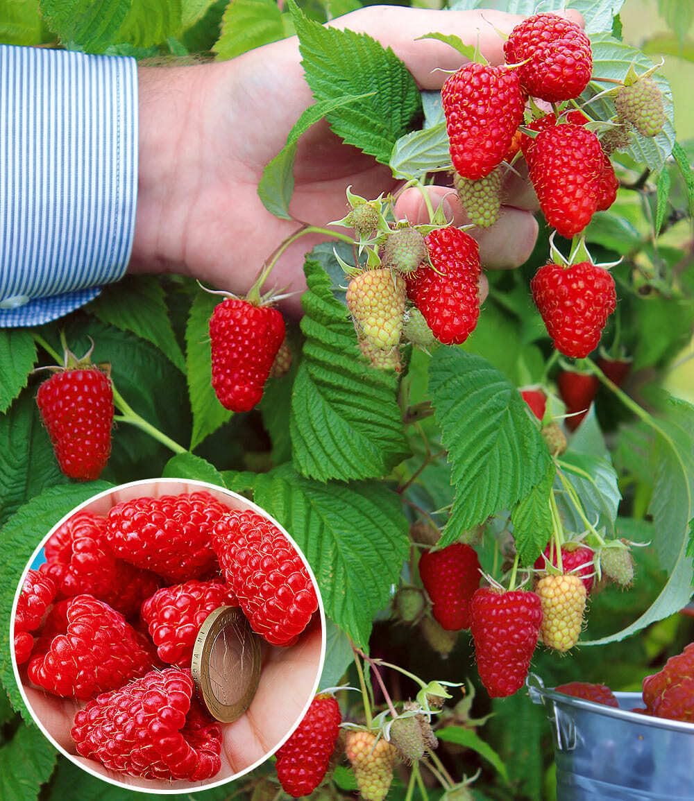 BALDUR-Garten 1x Riesenhimbeere Primeberry® Autumn Happy®, Pflanze im 2 Liter-Topf, Rubus idaeus, winterhart, mehrjährig, pflegeleicht, sehr ertragreich, dornenlos, extrem große & aromatische Früchte