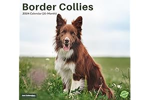 2024 Border Collie Dogs & Puppies Wall Calendar