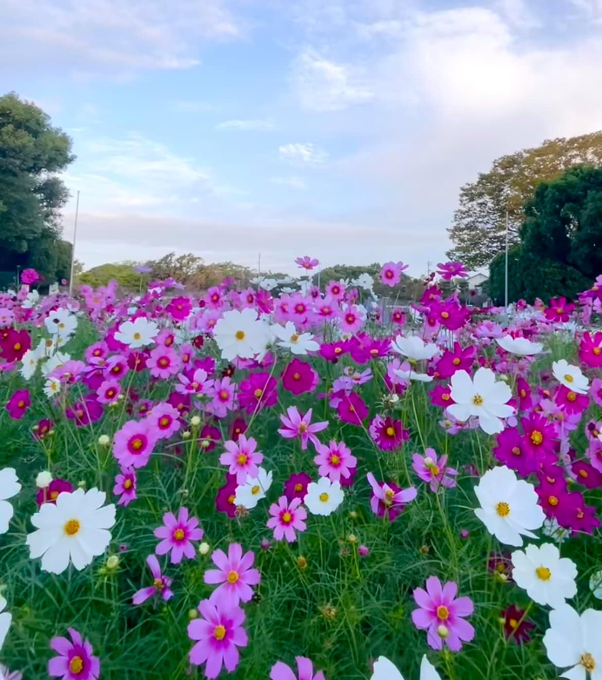 Cosmos Seashells Orange Mix Flower Seeds, Garden Planting Variety Pack 10g (Cosmos bipinnatus Mix 10g)