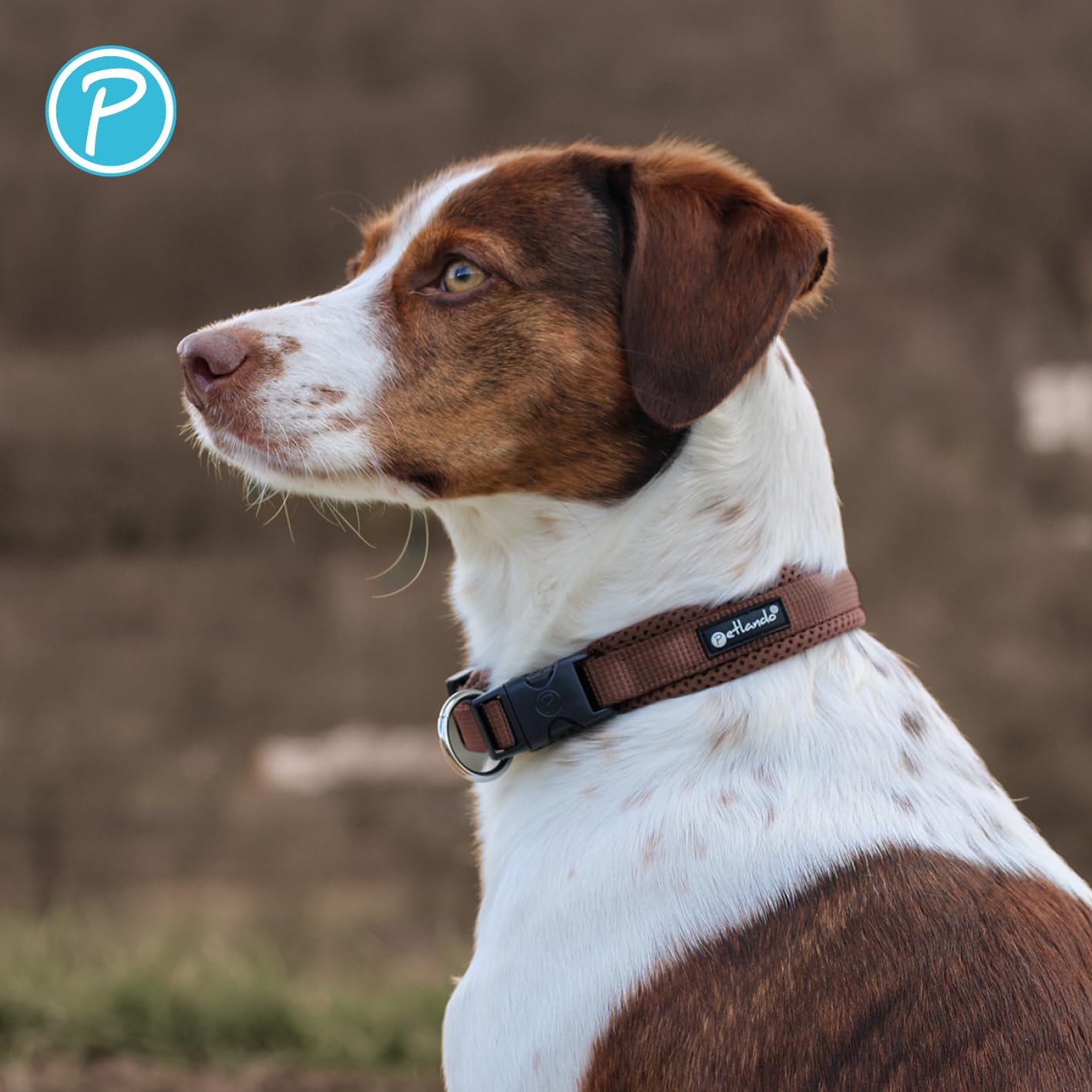 Petlando Mesh Hundehalsband – leicht, atmungsaktiv, weich mit Mesh gepolstert, stufenlos verstellbar, robust & strapazierfähig mit O-Ring – Halsband Hund M 45-50cm, Mokka