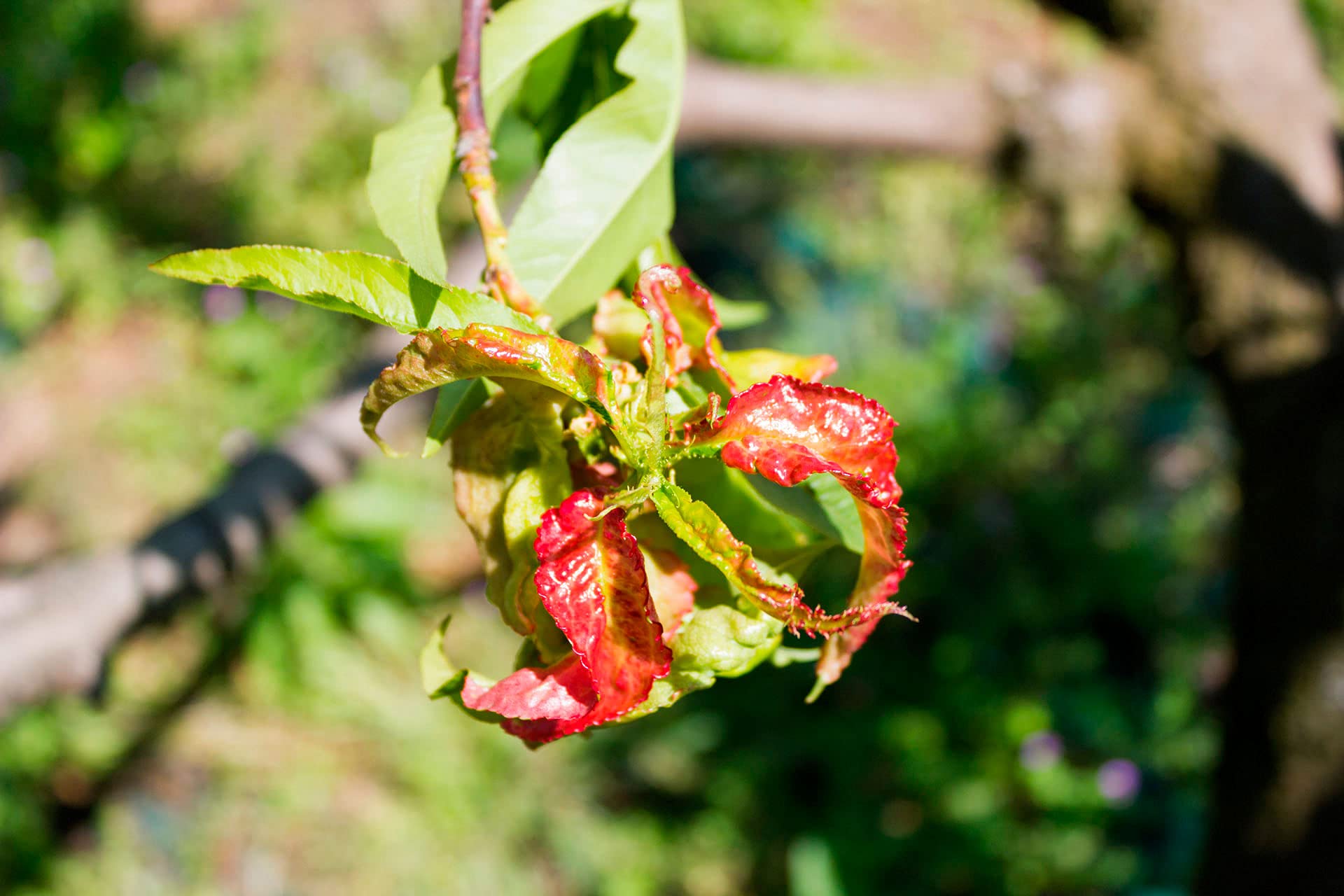 OXIRAME Concime liquido a base di rame stimola il metabolismo e le difese naturali della pianta utili a ridurre i danni causati da patogeni. Professionale – Concentrato – Biologico - Tanica kg 5