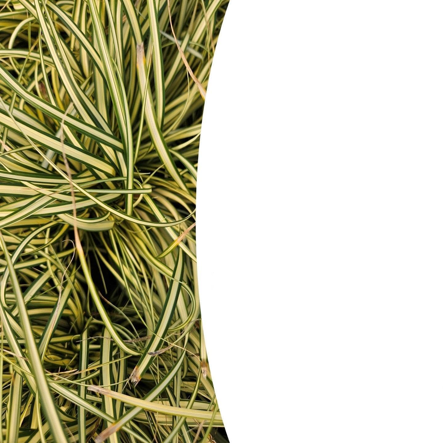 Carex Evergold Erba Coprisuolo, Giallo Verde, Set 60 Pezzi, 10-25cm, Ø9cm