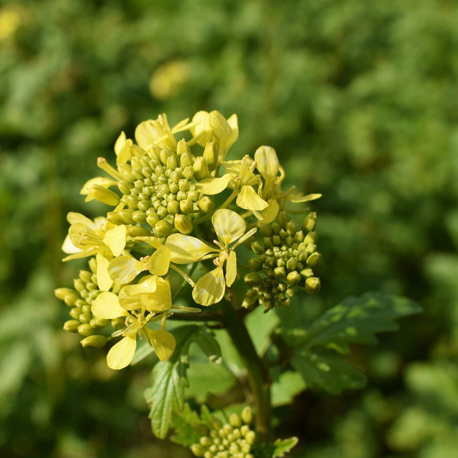 White Gold Mustard Seeds by Mighty Mustard - 5 Lb - Non-GMO, Open Pollinated Farm & Garden Cover Crop Seeds