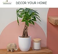 Vista 5 de Pixies Gardens 50 plantas de Blue Pacific Juniper Liners Excelente cubierta de suelo que evita la erosión del suelo en pendientes-Liner