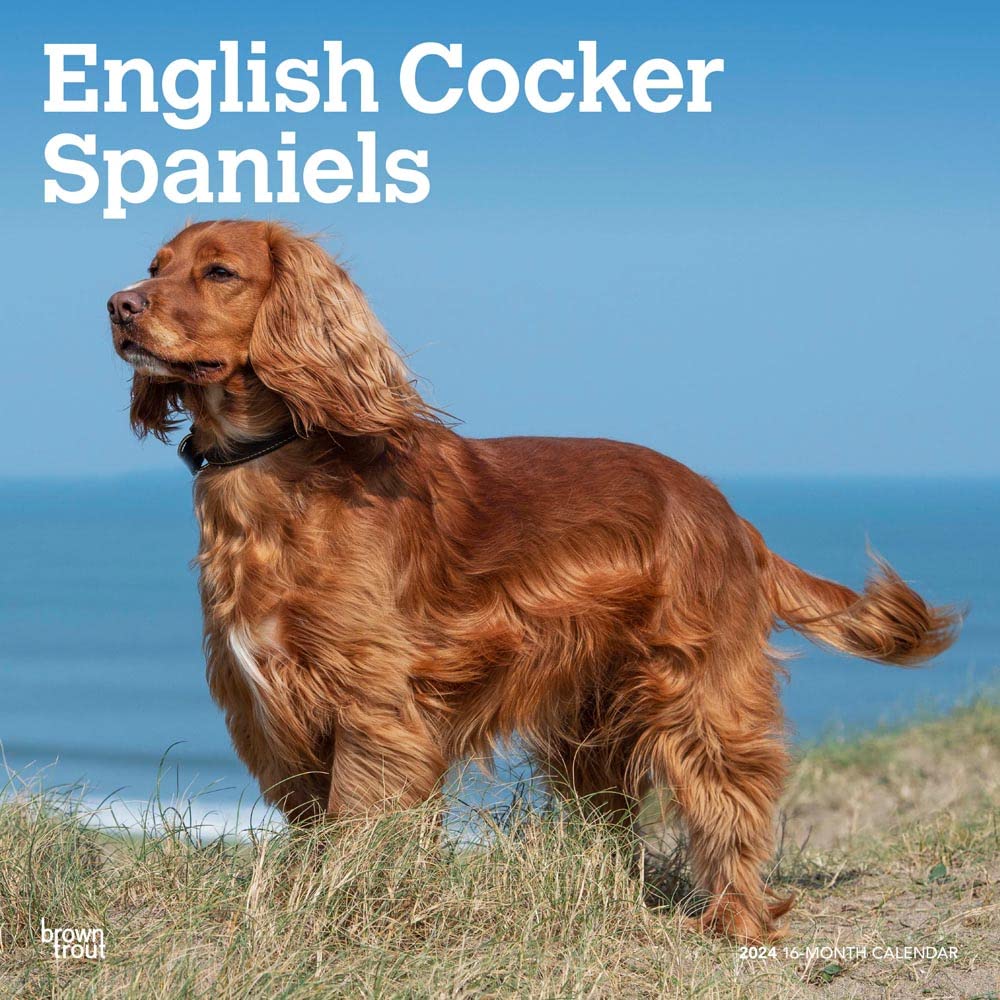 English Cocker Spaniels | 2024 12 x 24 Inch Monthly Square Wall Calendar | BrownTrout | Animals Dog Breeds