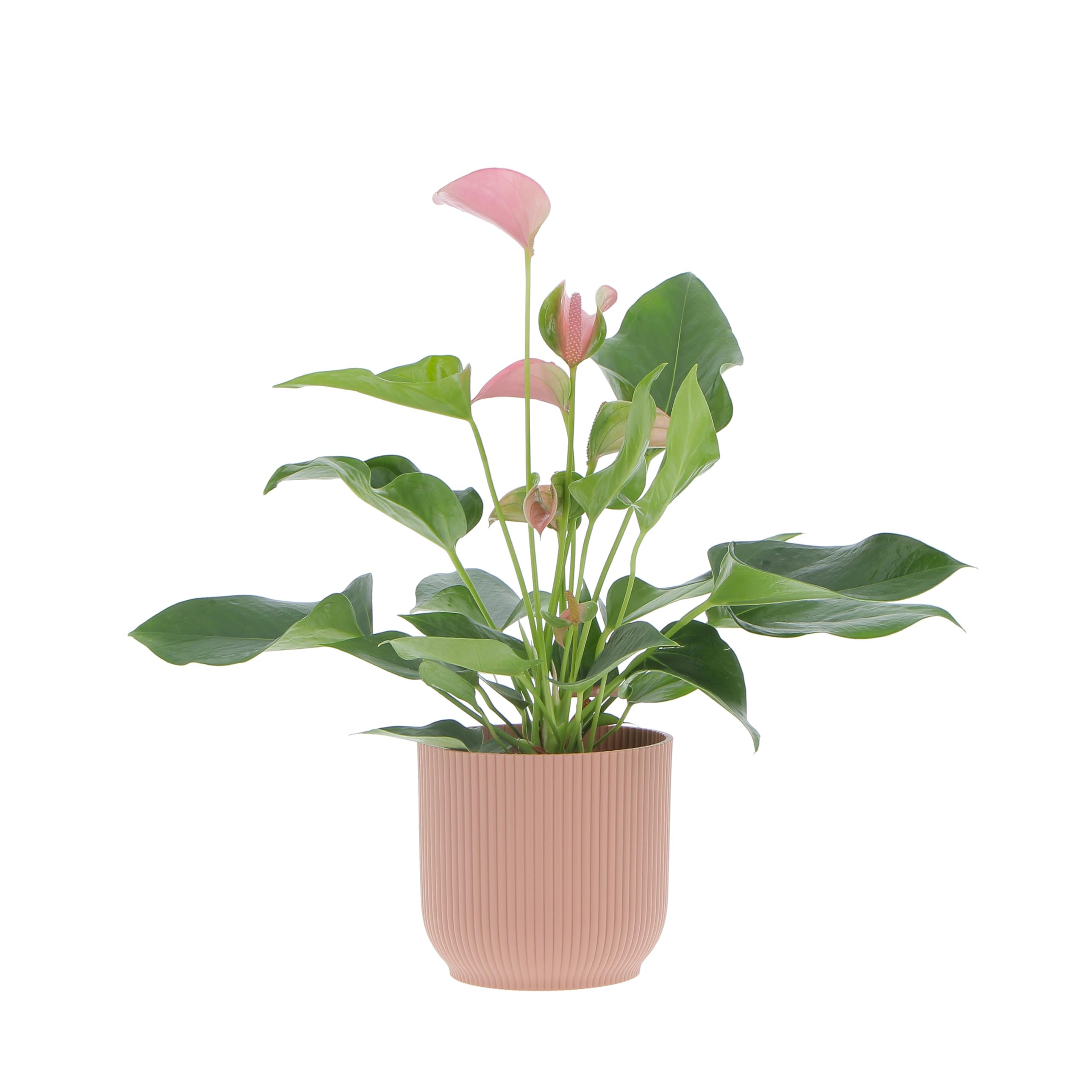 KENTIS - Anthurium Rosa - Anturio Piante da Interno Vere Purifica Aria - Pianta da Appartamento Fiorita - Piante Ornamentali - H 30-40 cm Vaso Ø 12 cm