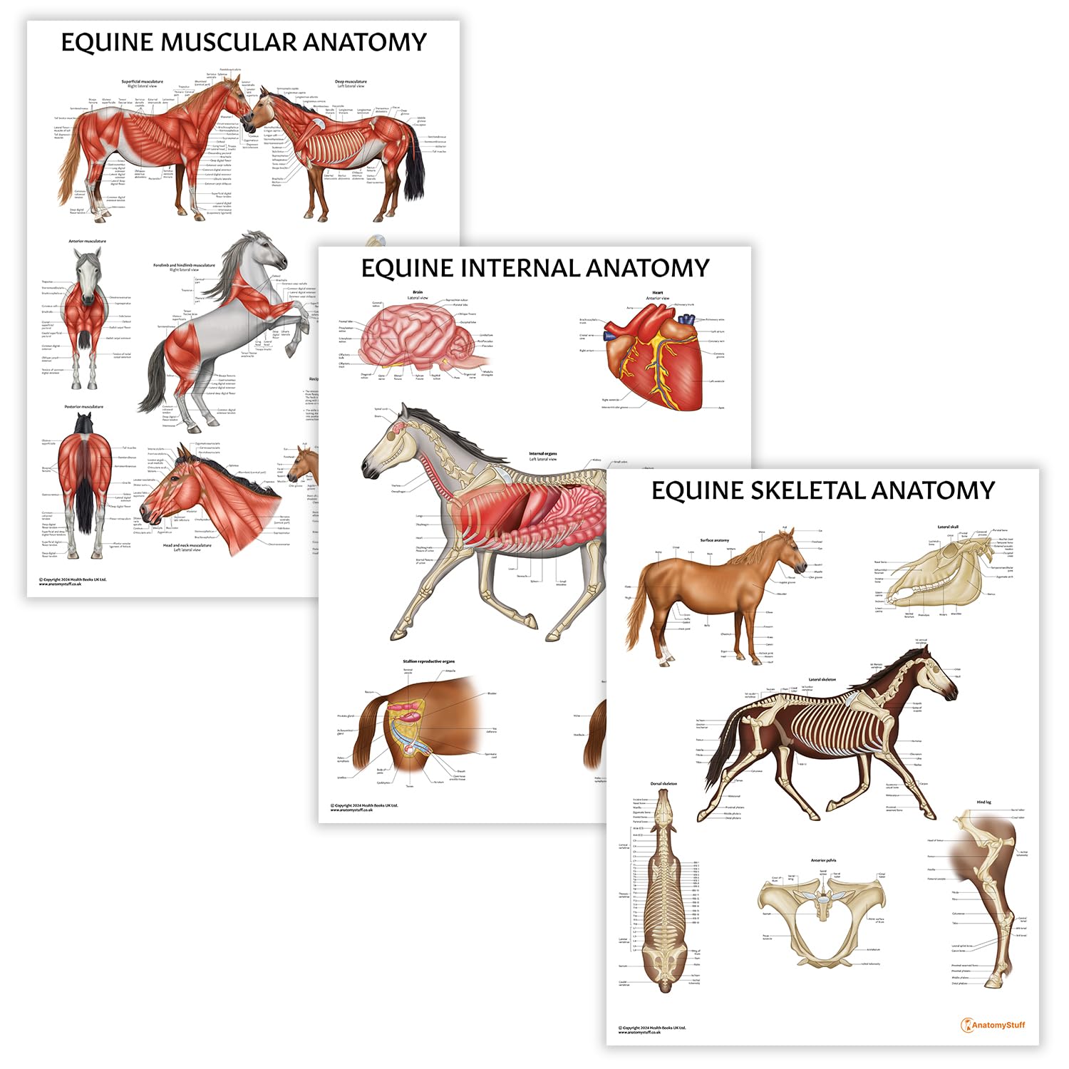 Anatomy Stuff Skeleton + Muscular + Organs Equine Anatomy 3 Pack Poster Collection, 45X60 Cm, Horse Anatomical Chart Bundle, Horse Biology Diagram
