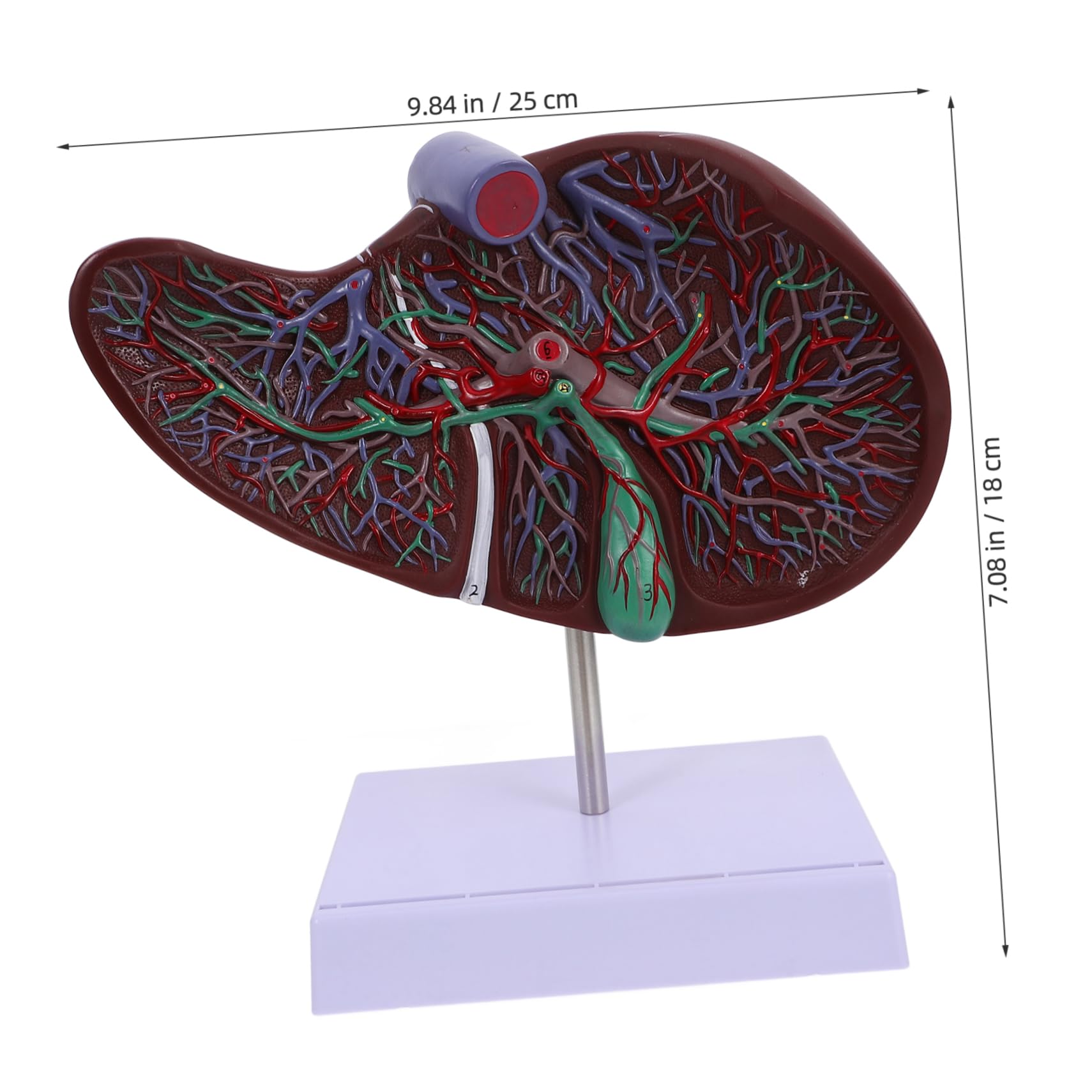 SOLUSTRE Human Liver Model Base Medical Anatomical Liver Model for Teaching and Display