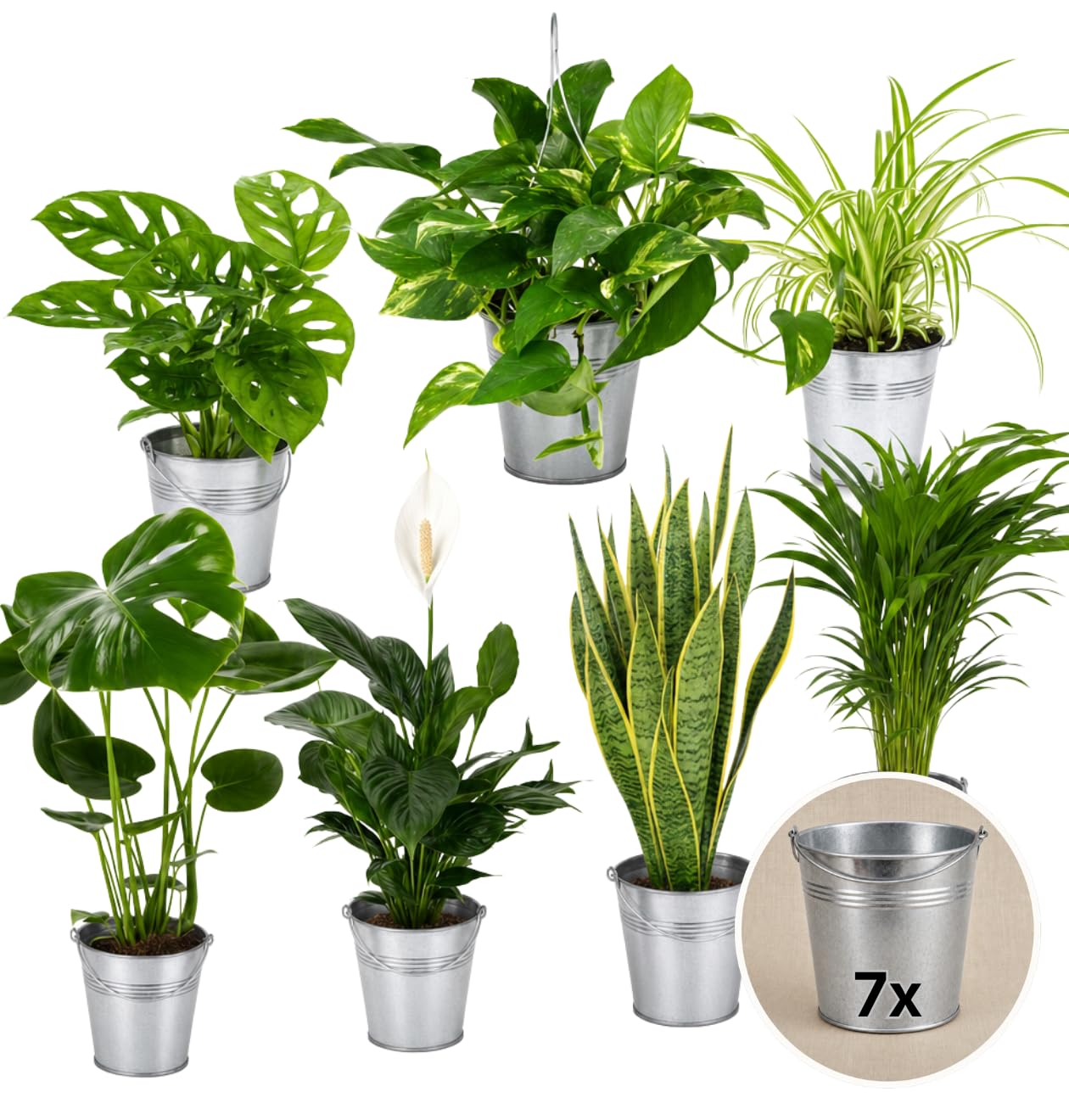“EasyCare” Pflanzenset + 7x Zinktopf | 7er-Set | Monstera, Sansevieria, Efeutute, Grünlilie, Adansonii, Areca, Spathiphyllum | ca. 30-60 cm | Ø 12-15 cm Topf | Pflegeleichte Zimmerpflanzen