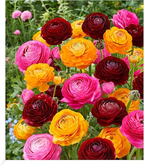 BALDUR Garten RanunkelMix "Oriental Beauty",20 Zwiebeln