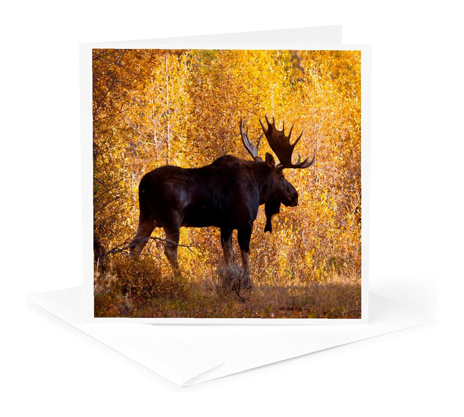 Moose bull in golden willows. - Greeting Card, 6 x 6 inches, single (gc_191442_5)