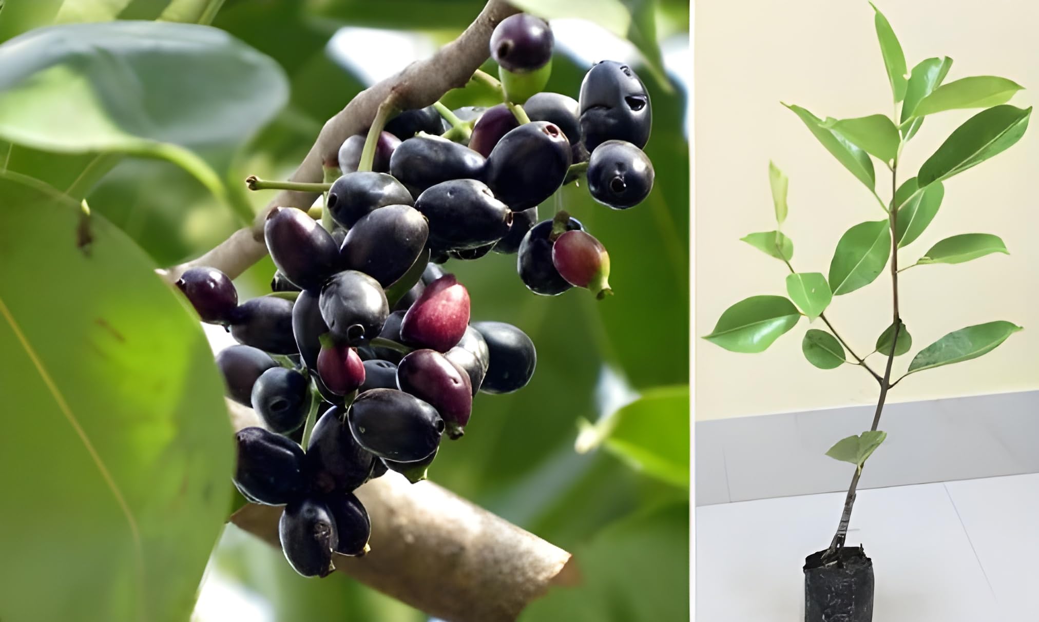 Green view "Thai Black Jamun Plant" hybrid - 1 Healthy Live|Black plum|Java plum|Indian blackberry|Malabar plum|Super Yielding Early Fruting  1-1.5 Ft Height in Nursery Grow Bag for Home Garden (B0CRB3Q1ZB) Amazon Price History, Amazon Price Tracker