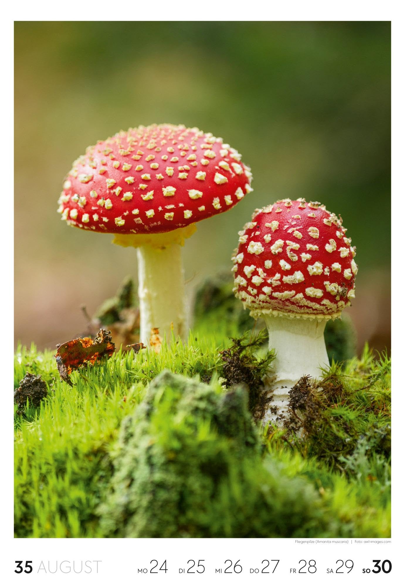 Natur Wochenkalender 2026 | Natur-Kalender mit 53 großformatigen Bildern im Hochformat (29x42 cm) | Heimische Flora und Fauna