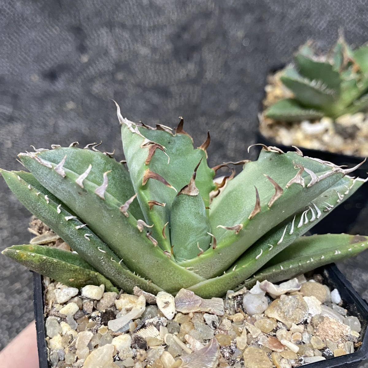 Amazon.co.jp: ［メリクロン苗］多肉植物 アガベ チタノタ カニ蟹 大 