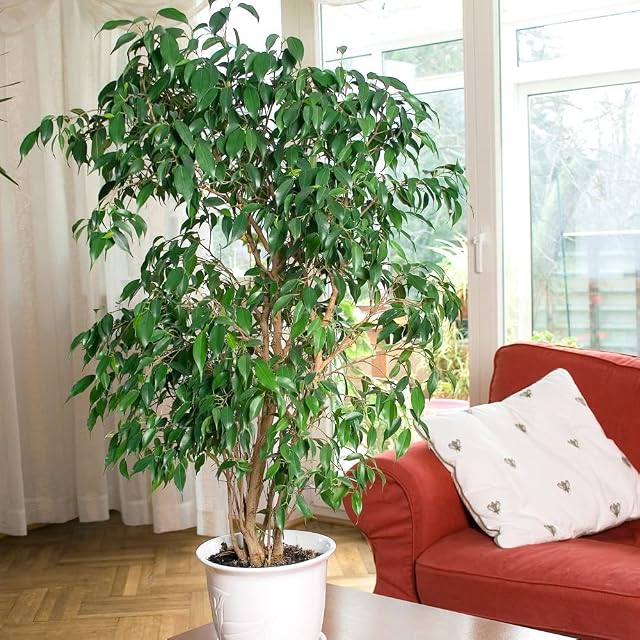 You Garden - House Plant, Weeping Fig, Ficus benjamanica Exotica, 21cm Pot 90cm Tall, Large Bush, Indoor Plant