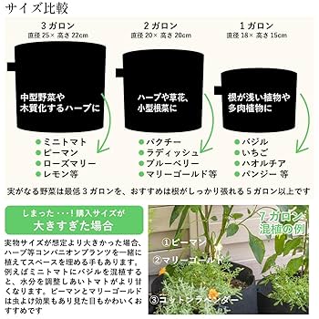 モンタナ　US株　選抜種　大株　40cmオーバー 617J2SbiSML._AC_SY200_QL15_.jpg