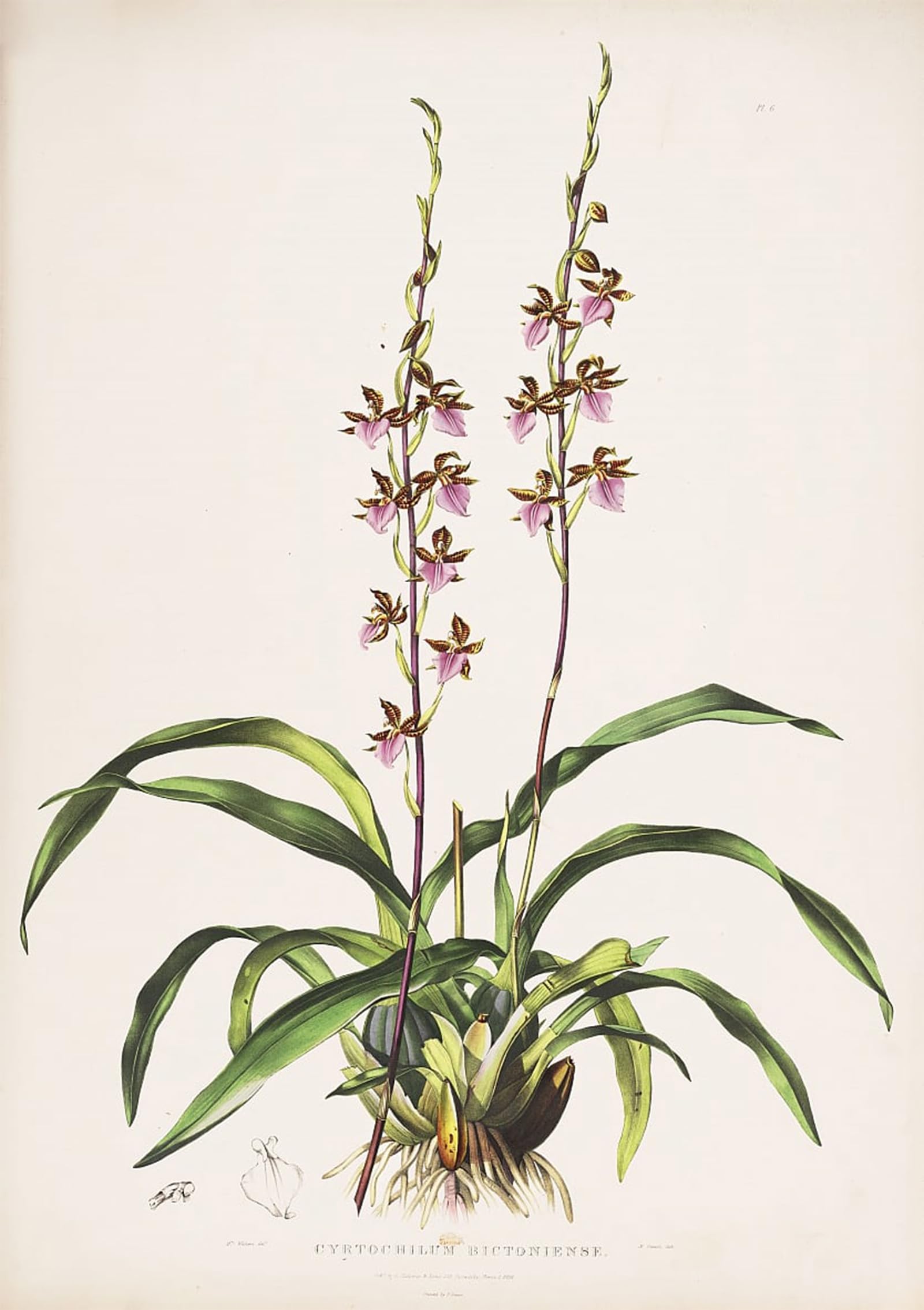 POSTERIIk Famous Modern Artwork Art Mural Illustration of Rhynchostele Bictoniensis by Augusta Innes Withers Oil Paintings Pictures for Home Decor 60x90cm