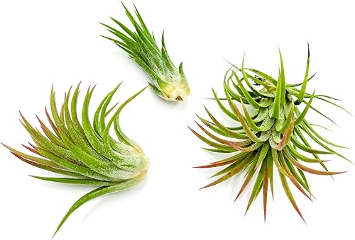 Miniatura 23 de ragnaroc Plantas de aire - Tillandsia Ionantha Rubra, Regular 2-3" - 12ct - Llegada viva garantizada - Plantas de interior para decoración del hogar