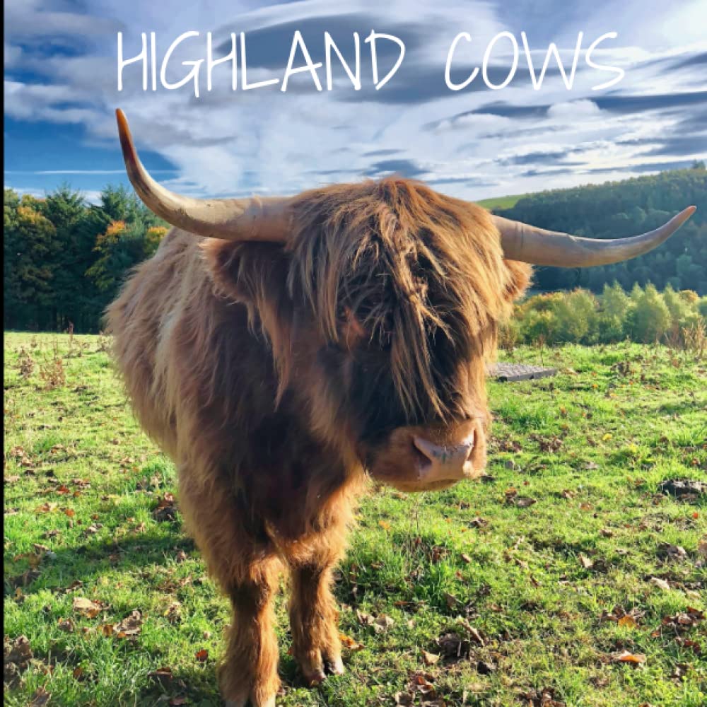 Buy Highland Cow 2022 Highland Cows 2022 16 Month 2022 With Public