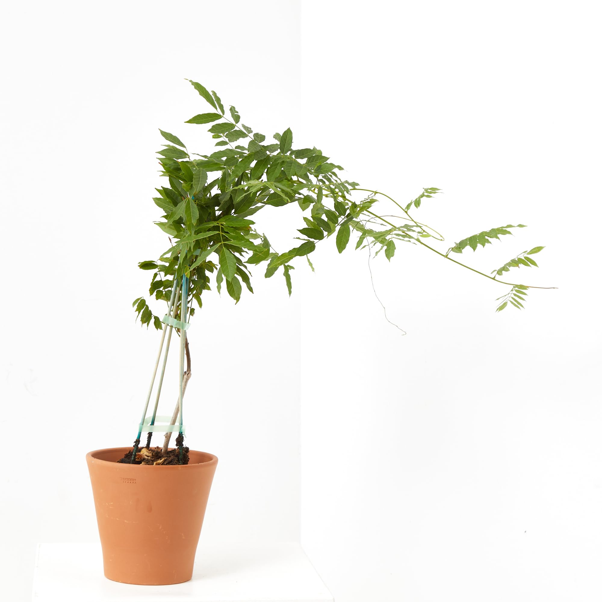 Verdecora Wisteria en maceta de 2 litros | Glicinia | Planta Trepadora Natural de Exterior con Flores Péndulas y Aromáticas | Ideal para Jardines, Pérgolas y Muros
