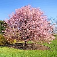 Vista 1 de Kwanzan Japanese Flowering Cherry Tree - 8-14" Tall Live Plant - 2.5" Pot - Pink Flowering Seedling - Prunus 'Kanzan