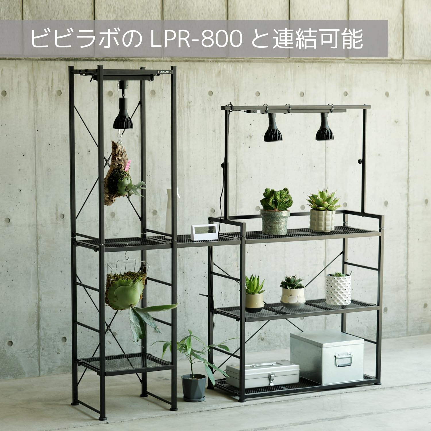 Amazon.co.jp: BIBILAB(ビビラボ) ビザールプランツラック スクエア
