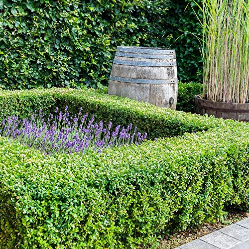 Cottage Hill Boxwood 'Wintergreen' -2 Piece Live Plant, Green #TOP1