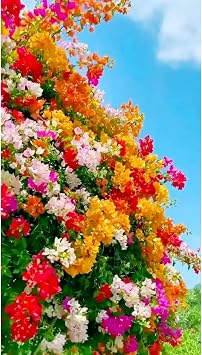 200 Mixed Colors Bougainvillea Seeds Perennial Ornamental Low Maintenance Fast-Growing Drought Tolerant
