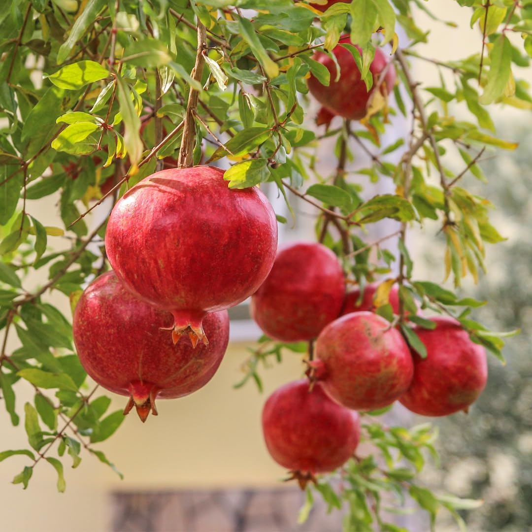 Red Pomegranate Tree Plant Live in 4" Pot, Sweet Red Pink Color for Spring Planting