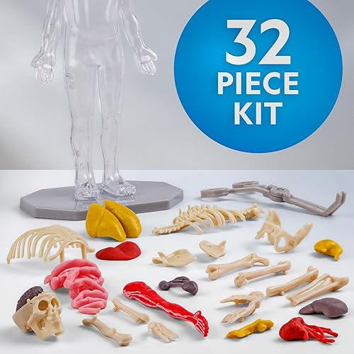 Miniatura 4 de NATIONAL GEOGRAPHIC Modelo de cuerpo humano para niños que brilla en la oscuridad - Modelo de anatomía interactiva de 32 piezas con huesos, órganos,