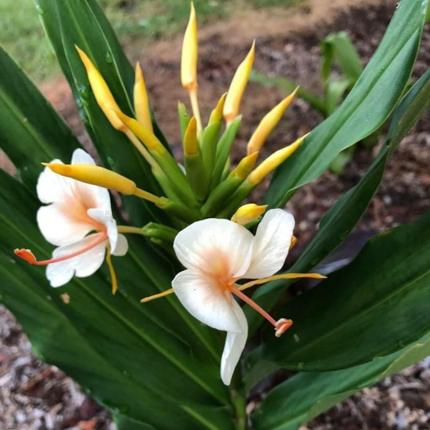 White Butterfly Ginger Lily Plant Live 8 Inc Tall, Ginger Live Plant Very Fragrant