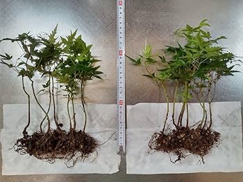 714ctYrLggL._AC_UF350, 714ctYrLggL._AC_UF350,