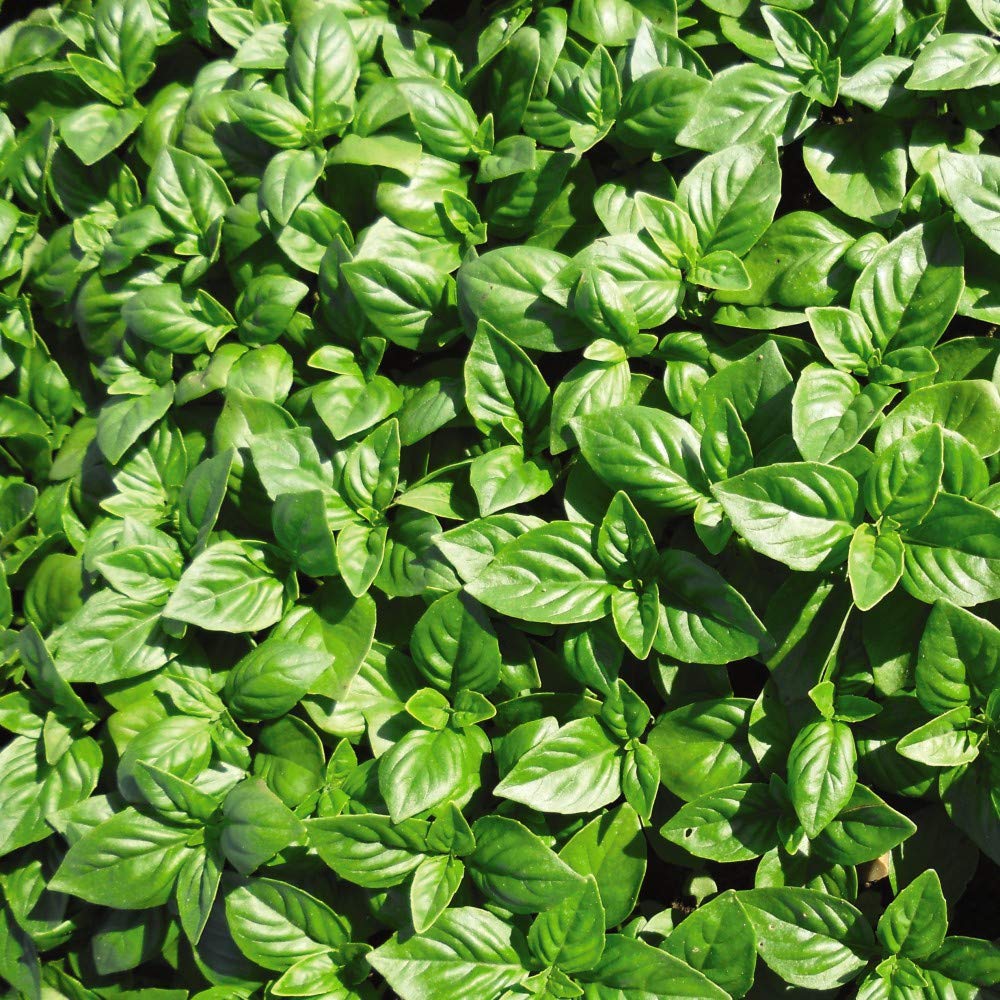 Herb Basil British is a Low Maintenance Half-Hardy Annual, A Delicious Crop All Summer and Well into the Autumn By Thompson and Morgan
