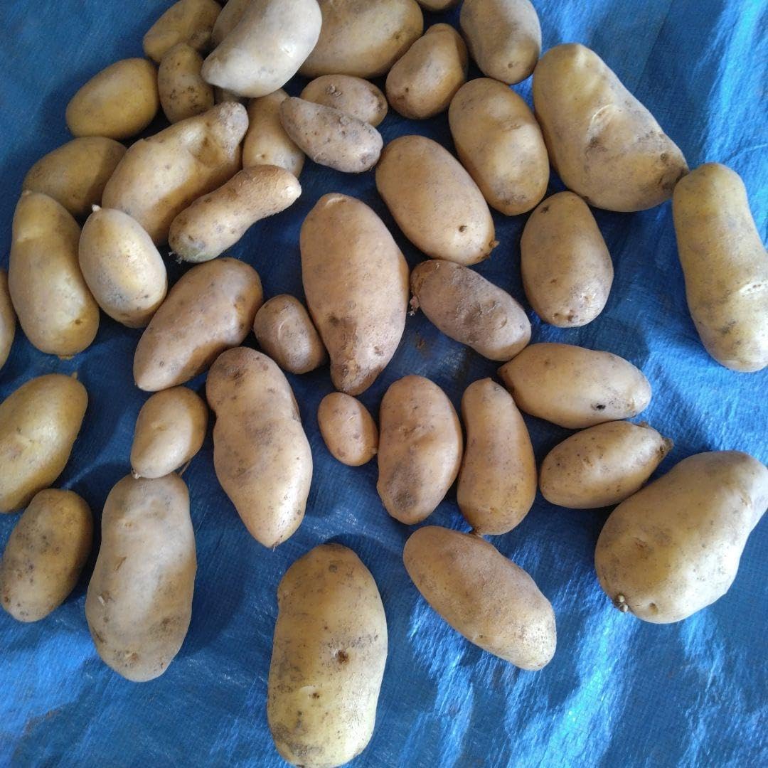 サラダマスター 平鍋小 スキレットS 蓋なし SA709-FP 2025年最新