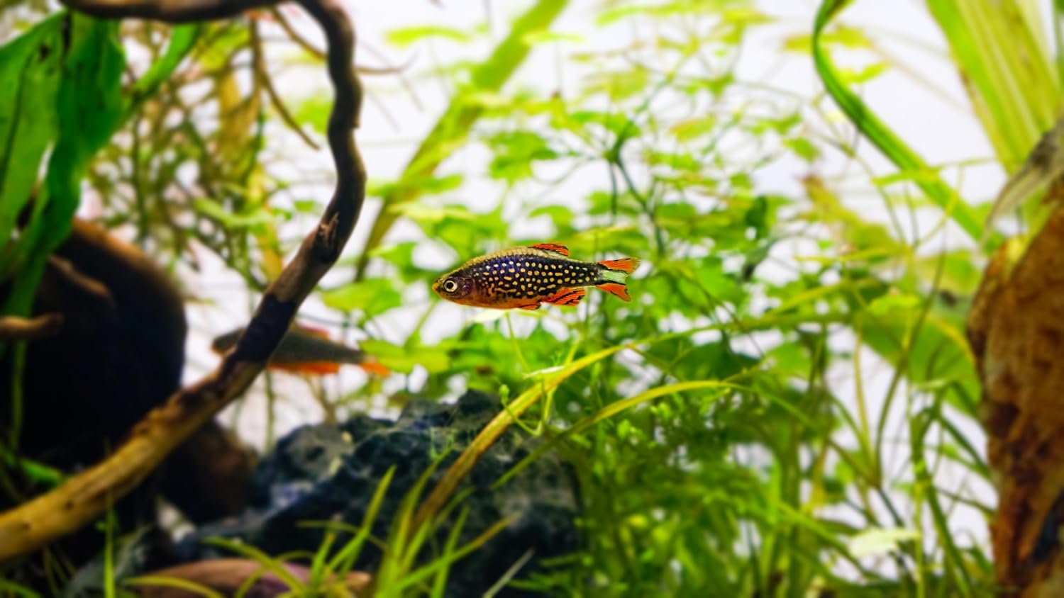 Swimming Creatures™ 12 Galaxy Rasbora/Celestial Pearl Danio Freshwater Aquarium Fish Live Arrival Guarantee.