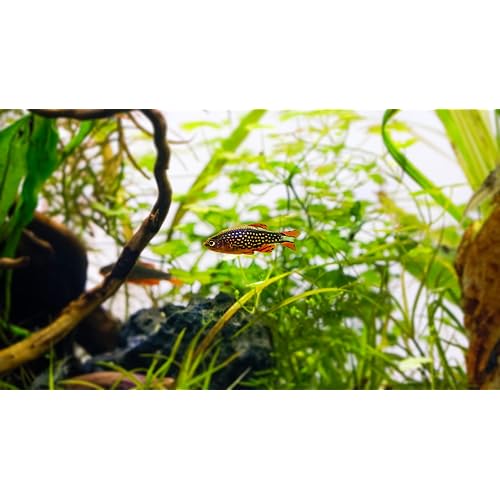 Swimming Creatures™ 12 Galaxy Rasbora/Celestial Pearl Danio Freshwater Aquarium Fish Live Arrival Guarantee.