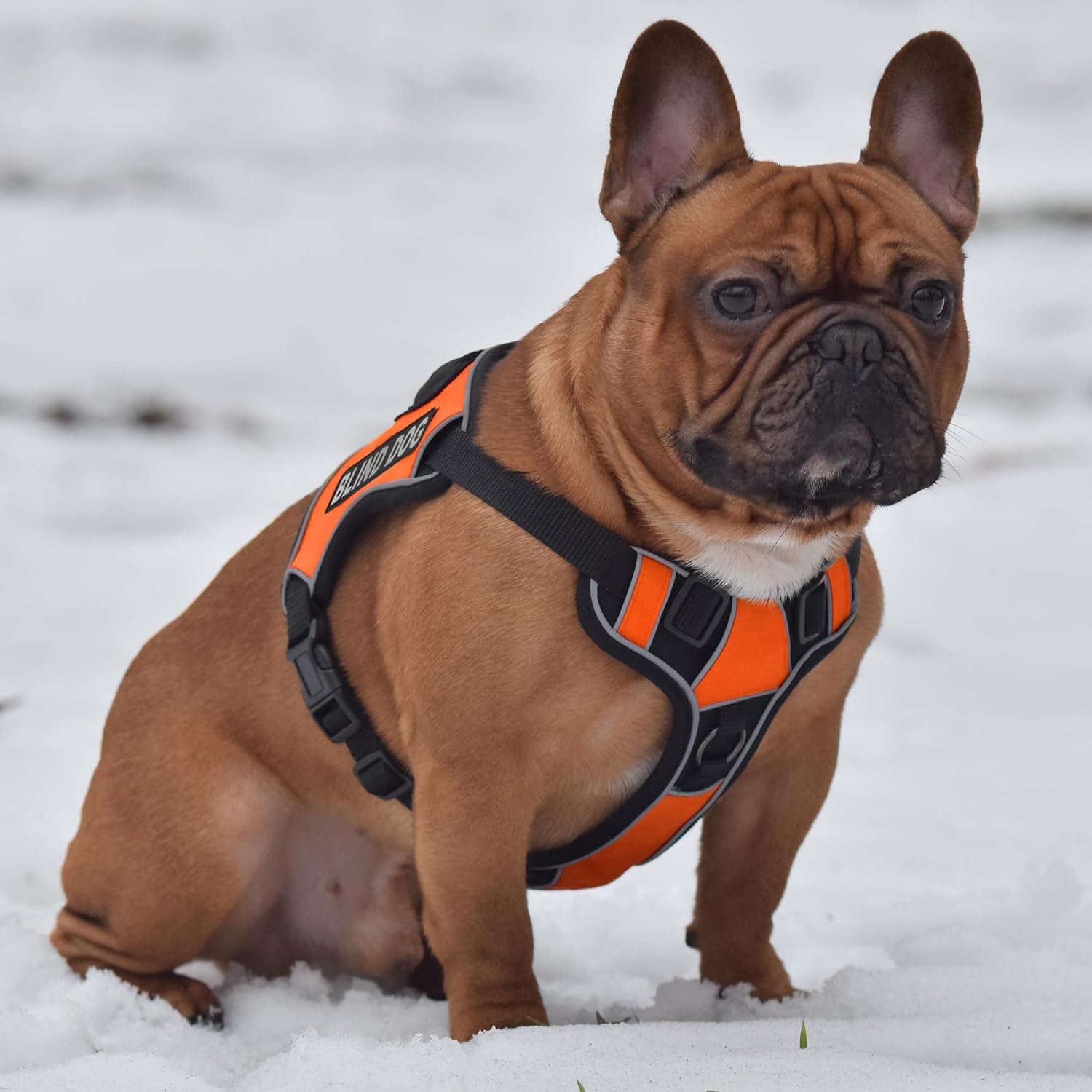 Dogline Quest No-Pull Dog Harness with Blind Dog Reflective Removable Patches Reflective Soft Comfortable Dog Vest with Quick Release Dual Buckles Black Hardware and Handle 18 to 22 inches Orange