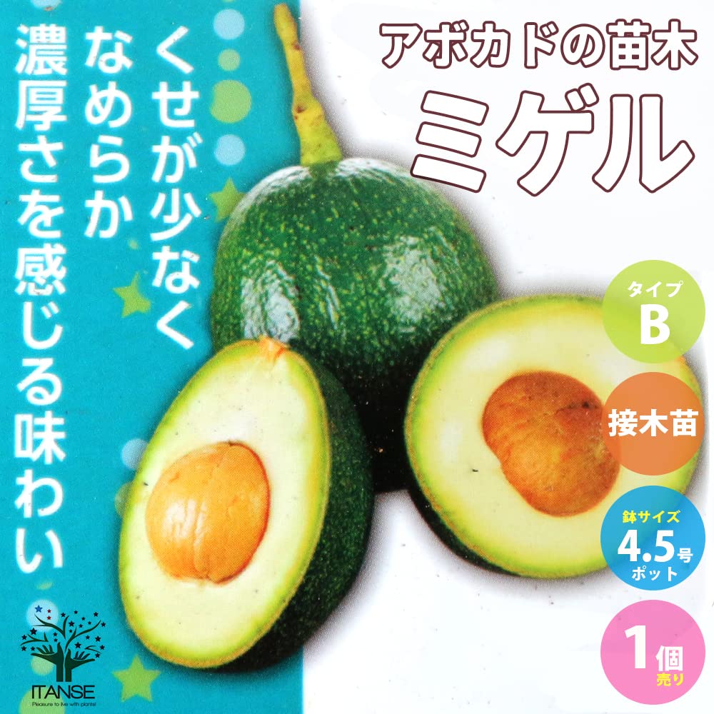 Amazon.co.jp: アボカドの苗木 品種：ミゲル(Bタイプ) 13.5cmポット