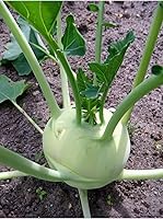 RAISE ME UP Non-GMO Heirloom Biennial Kohlrabi Giant Green Cabbage Seeds - 100 Count, Waterproof Pack, Beginner Growing Guide