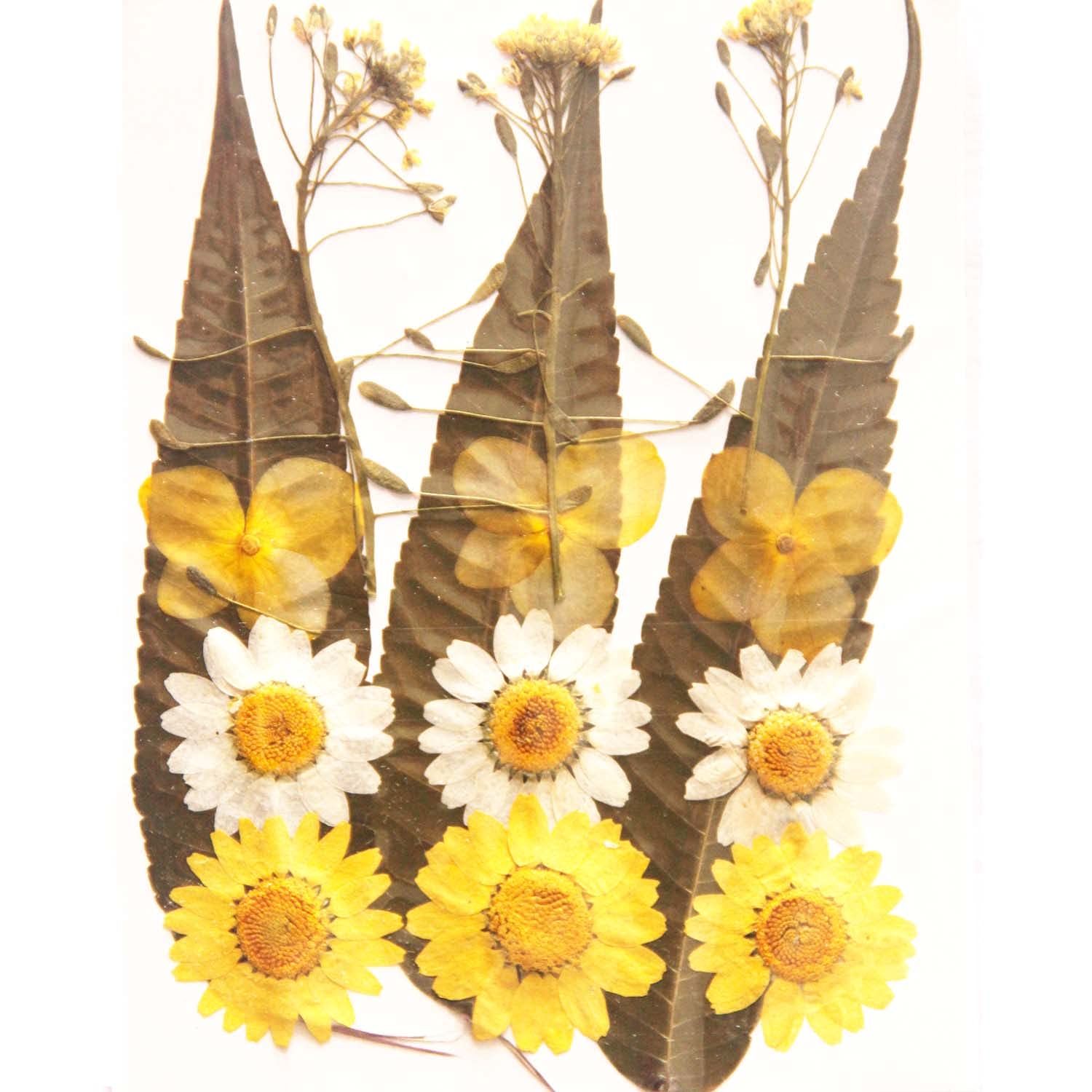 Tamilnadushopping Real Dried Pressed Flowers and Leaves For Resin Nail Art and Candle Making -SH-085DH3-image-42