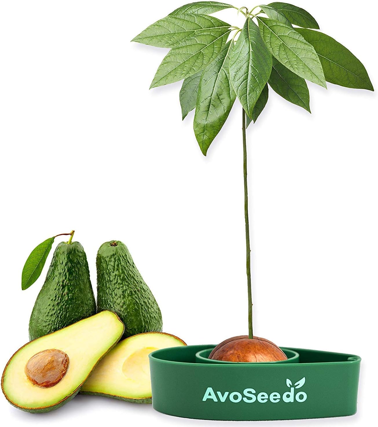 AvoSeedo Bowl Grow Your Own Avocado Tree, Evergreen, Perfect Avocado Tree Growing Kit for Every Avocado Lover – Green