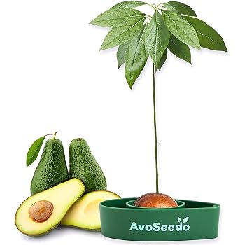 InGrowth Kit jardinería Interior para germinar y Plantar tu árbol ...