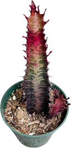 Miniatura 4 de FOLIAGEMS Plantas de cactus suculentas vivas de USKC (maceta de 4 pulgadas) (Opuntia Santa Rita)