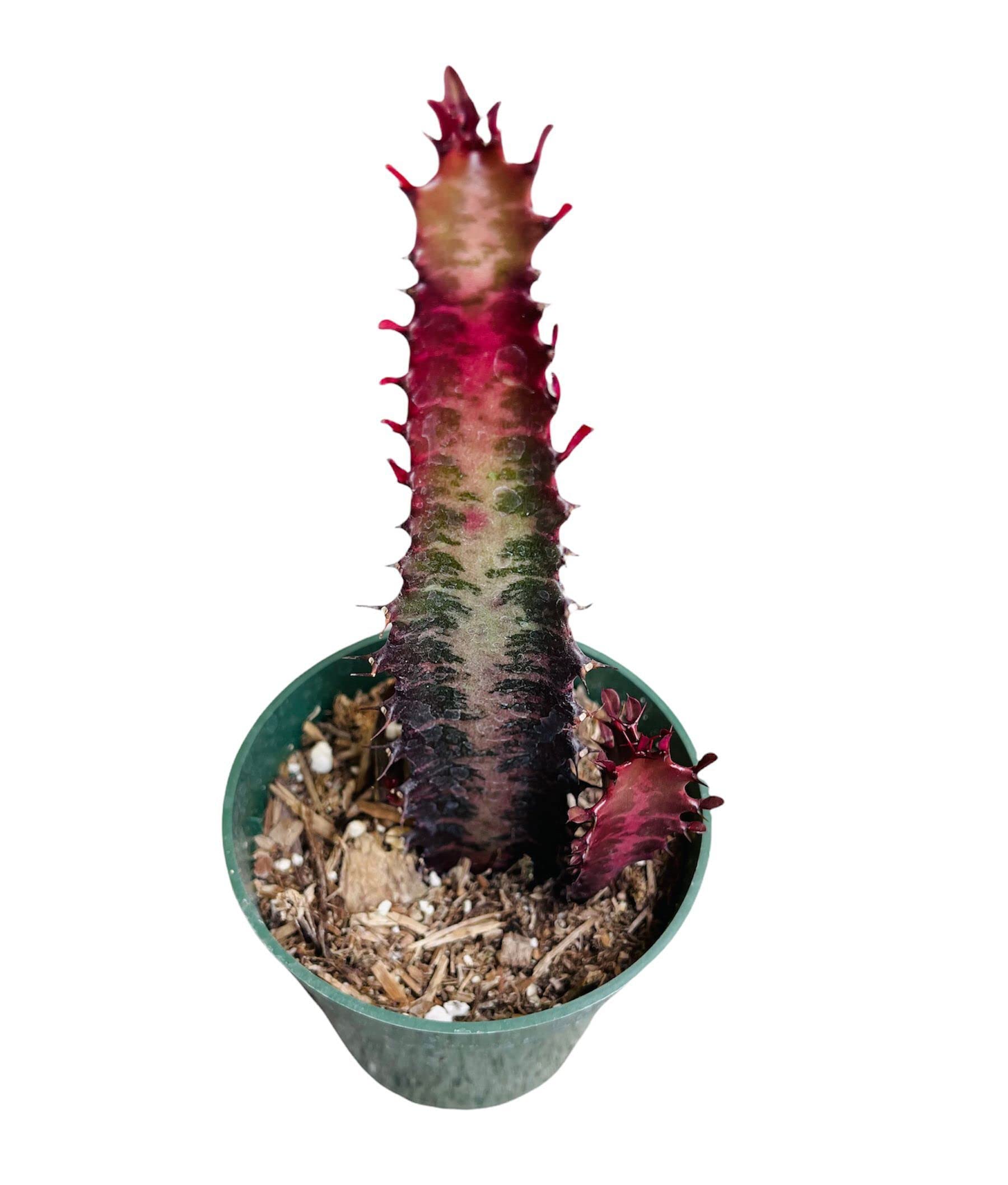 Live Succulent Cactus Euphorbia Trigona Rubra