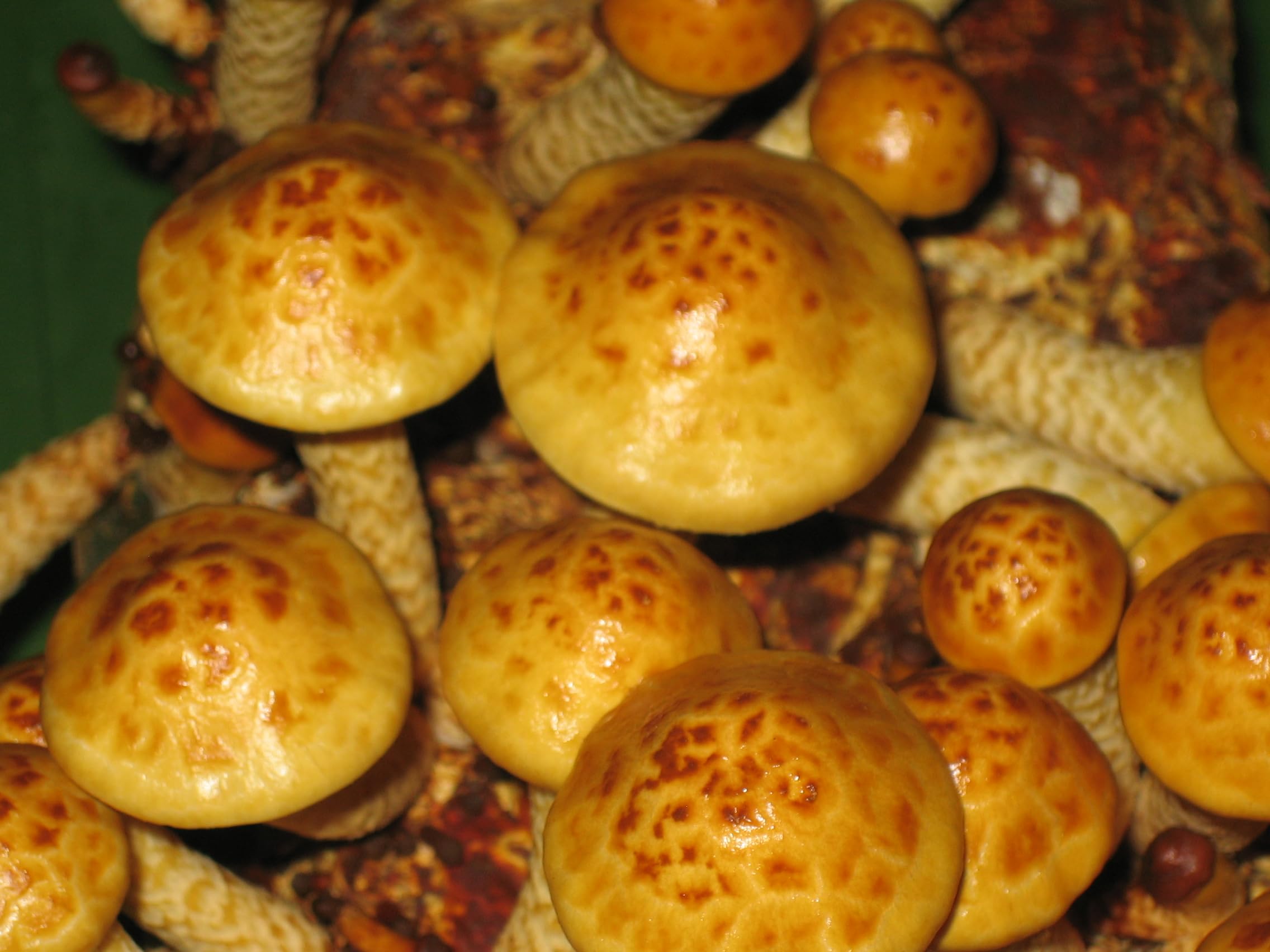 Kit Champignons Nameko à Cultiver Soi-Même : Chevilles De Mycélium Pour Bois - Hawlik